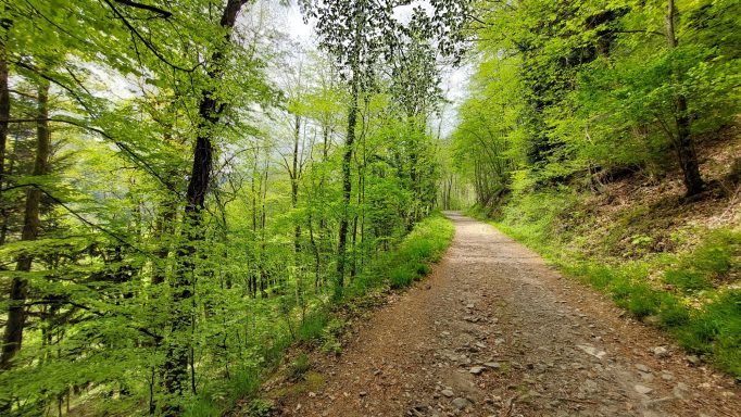 Chemin bordé d'arbres verts, entouré de nature paisible.