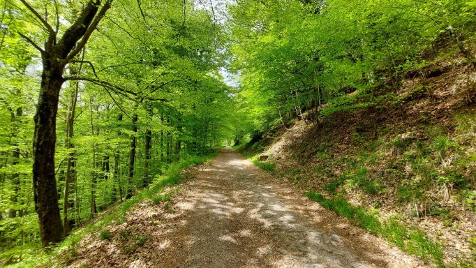 Chemin en terre bordé d'arbres verts et d'un sous-bois lumineux.